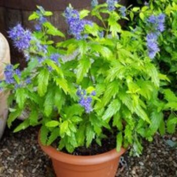 Caryopteris 'Sapphire Dream'