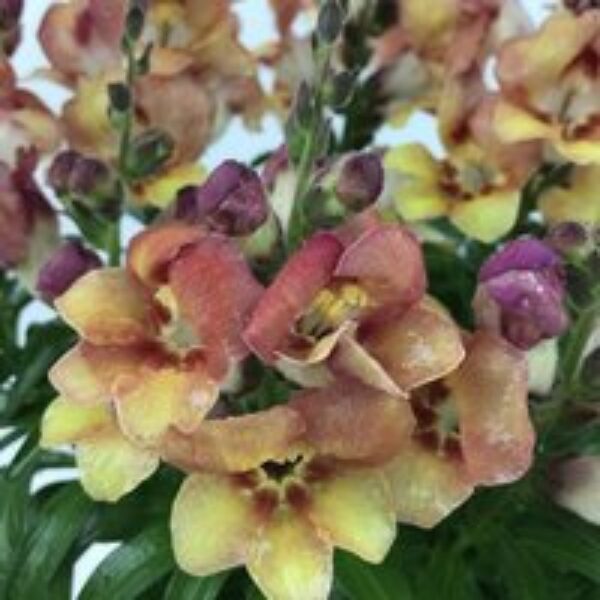 Antirrhinum 'Bronze Apricot'