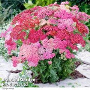 Achillea millefolium 'Summer Pastels'