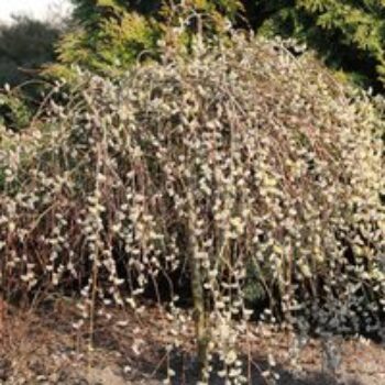 Salix caprea 'Kilmarnock'