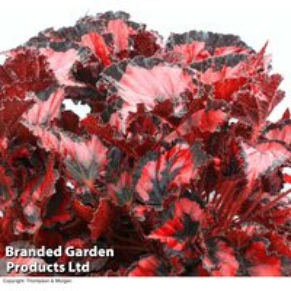 Begonia 'Red Robin'