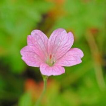 Geranium oxonianum 'Wargrave Pink'