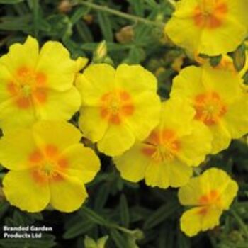 Helianthemum 'Ben Fhada'