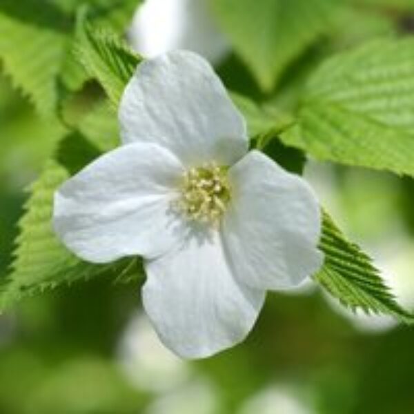 Rhodotypos scandens