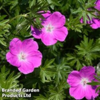 Geranium oxonianum 'Claridge Druce'