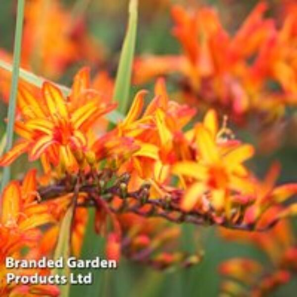 Crocosmia 'Firestarter' (Firestars Series)