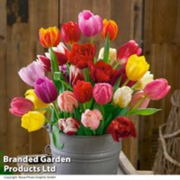 Tulip 'Triumph Mixed'