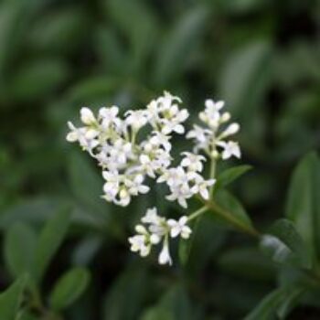 Ligustrum vulgare