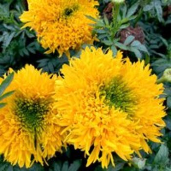 African Marigold 'Mission Giant' - Seeds