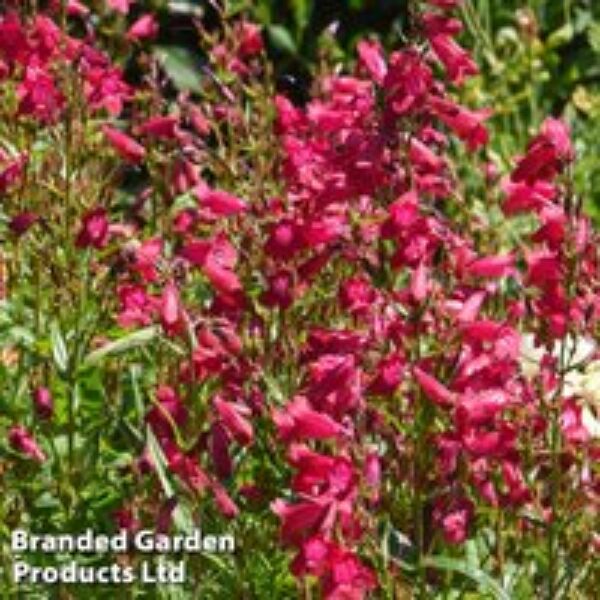 Penstemon 'Garnet'