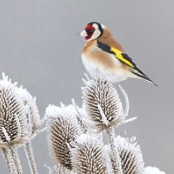 Winter Bird Feeding Mix - Seeds