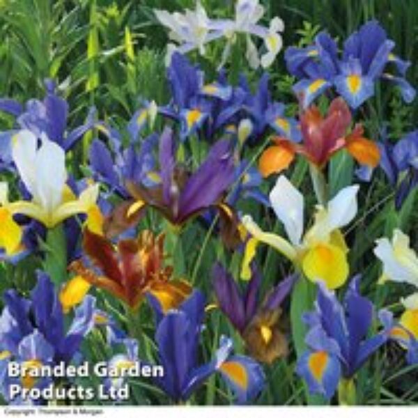 Iris 'Dutch Mixed'