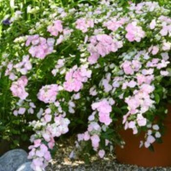 Hydrangea 'French Bolero'