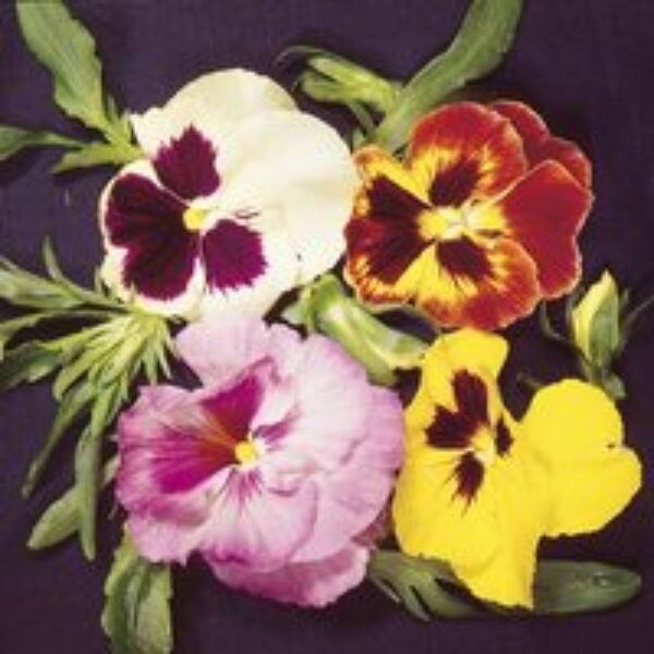 Pansy 'Emperor Strain Mixed' - Seeds