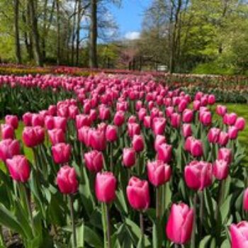 Tulip 'Pink Giant'