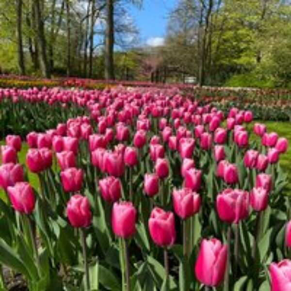 Tulip 'Pink Giant'