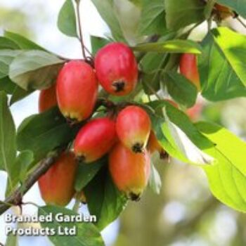 Crab Apple 'John Downie'