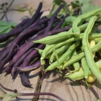 Climbing French Bean Mix - Seeds