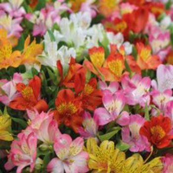 Alstroemeria Nurserymans Choice