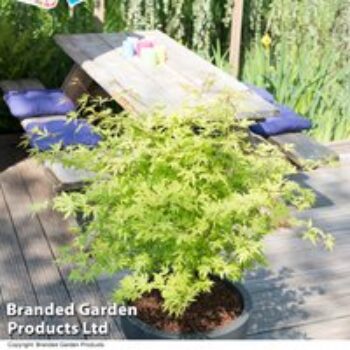 Acer Palmatum Anne Irene®