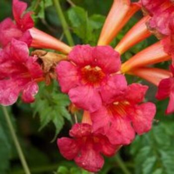 Campsis radicans 'Flamenco'