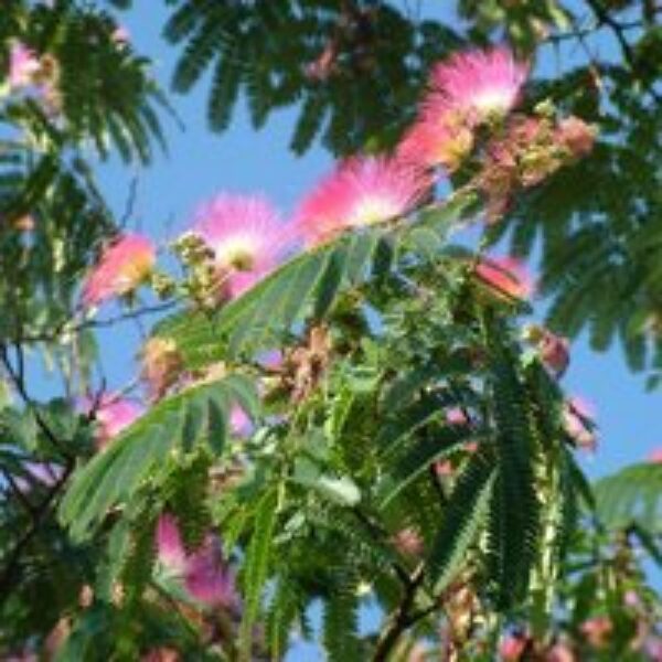 Albizia julibrissin 'Ombrella'