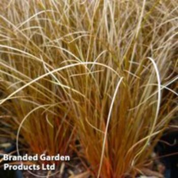 Carex comans 'Bronze'