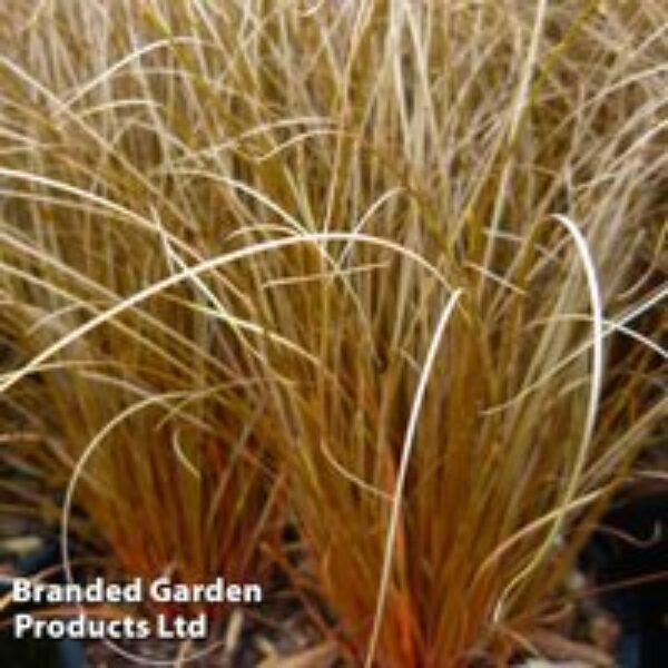 Carex comans 'Bronze'