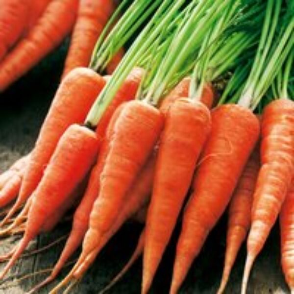 Carrot 'Chantenay Red Cored 2' - Seeds