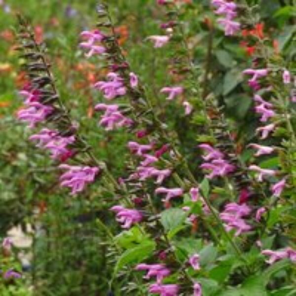 Salvia 'Pink Amistad'