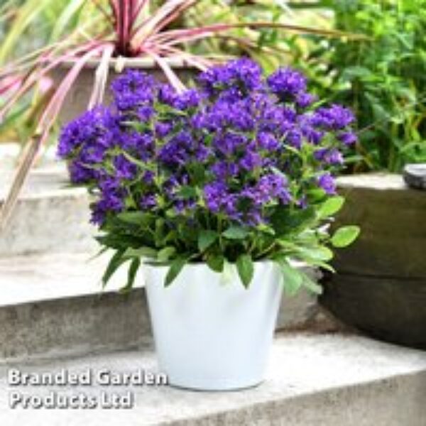 Campanula glomerata 'Blue Crown'