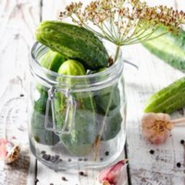 Cucumber 'Venlo Pickling' (Cornichon) - Seeds