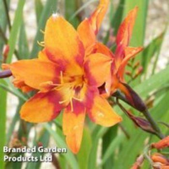 Crocosmia x crocosmiiflora 'Emily Mckenzie'