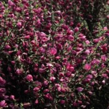 Cytisus 'Boskoop Ruby'