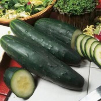 Cucumber 'Marketmore' (Organic) - Seeds