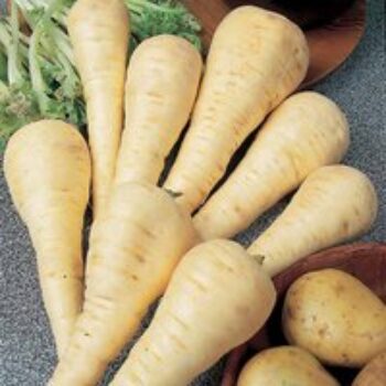 Parsnip 'Gladiator' - Seeds