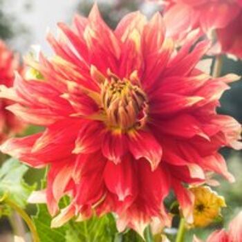 Dahlia 'Bodacious'