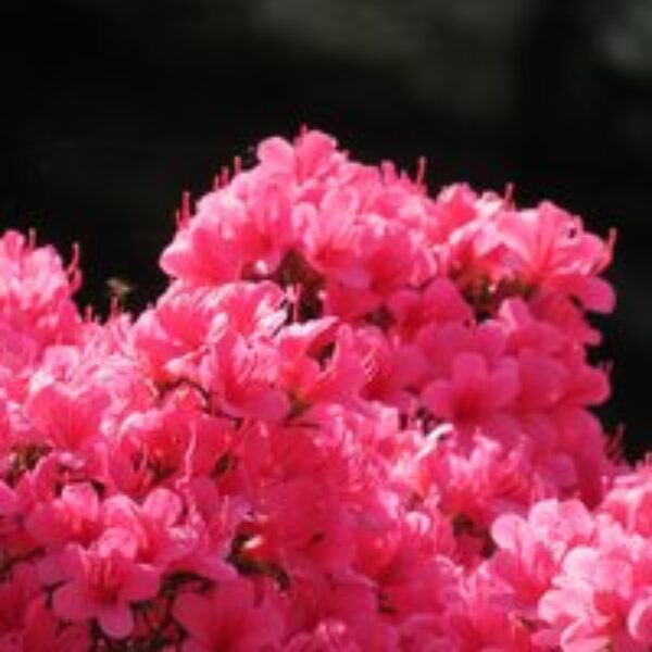 Rhododendron 'Silvester' (Azalea Group)