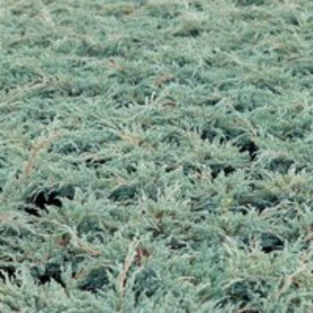 Juniperus squamata 'Blue Carpet'