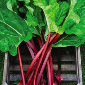 Rhubarb 'Raspberry Red' (Autumn Planting)