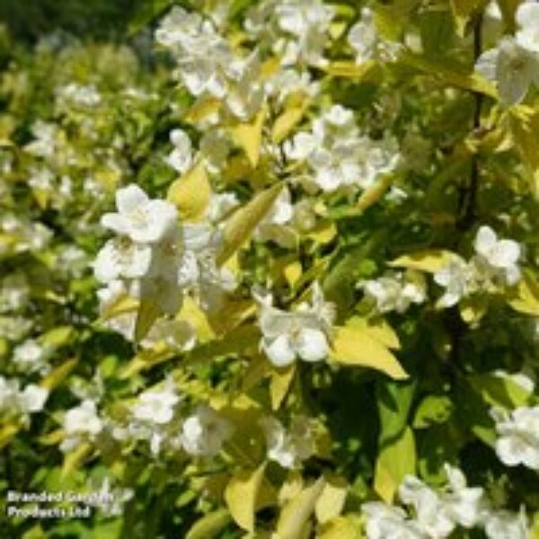 Philadelphus coronarius 'Aureus'