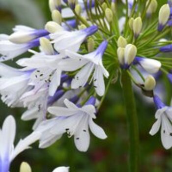 Agapanthus africanus 'Twister'