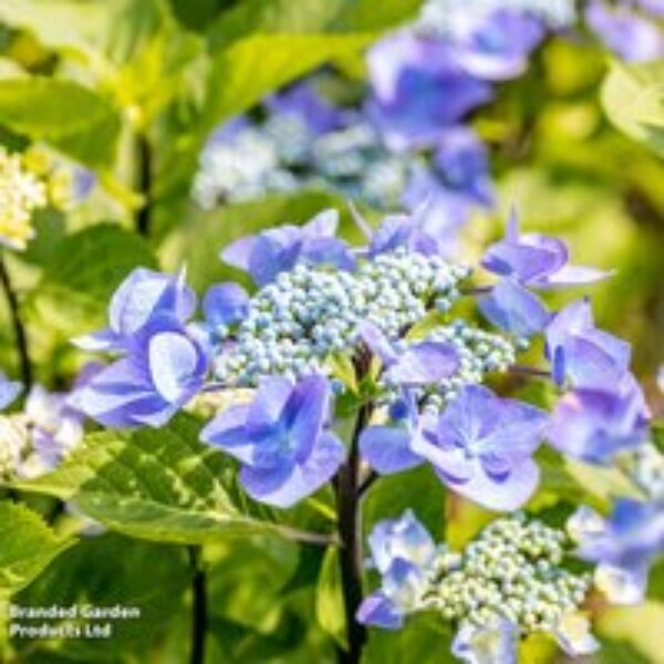 Hydrangea macrophylla 'Zorro'