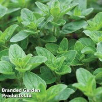 Oregano - Seeds