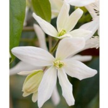 Clematis armandii