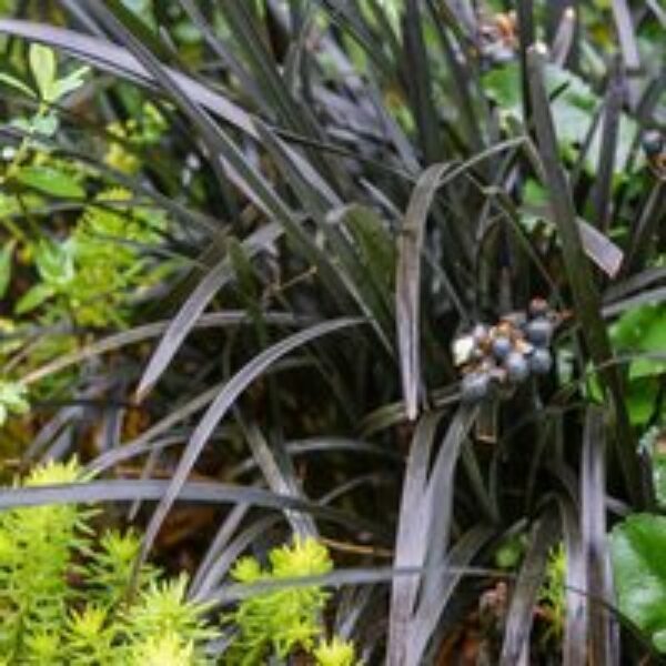 Ophiopogon planiscapus 'Nigrescens'