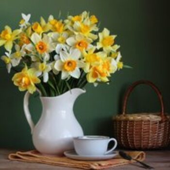 Narcissus 'Spring Flowering Mix'