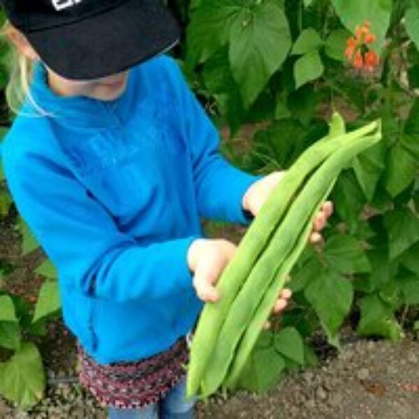 Runner Bean 'Guinness Record' - Seeds