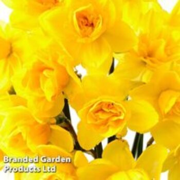 Narcissus 'Raffles'