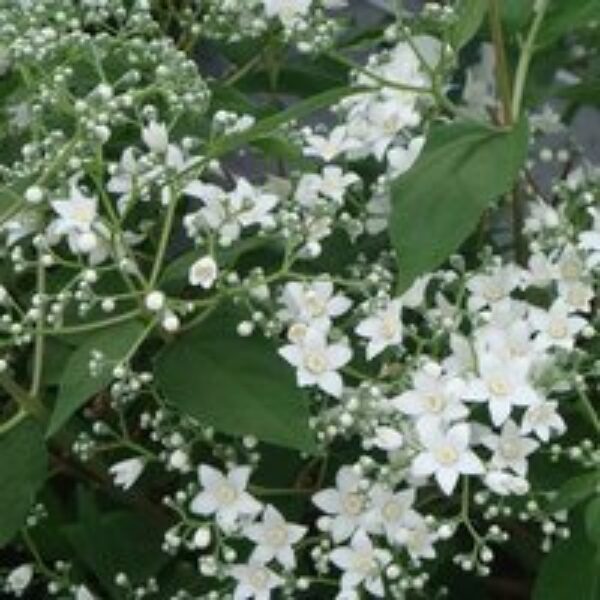 Deutzia setchuenensis var. corymbiflora